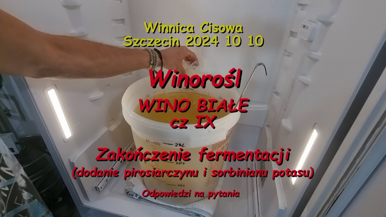 WINOROŚL - WINO BIAŁE cz. IX (zakończenie fermentacji II) - Winnica Cisowa 2024 10 10