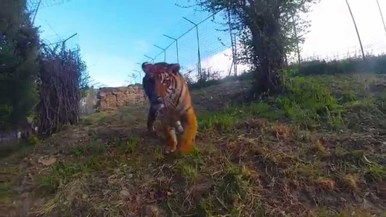 La pequeña africa el tigre