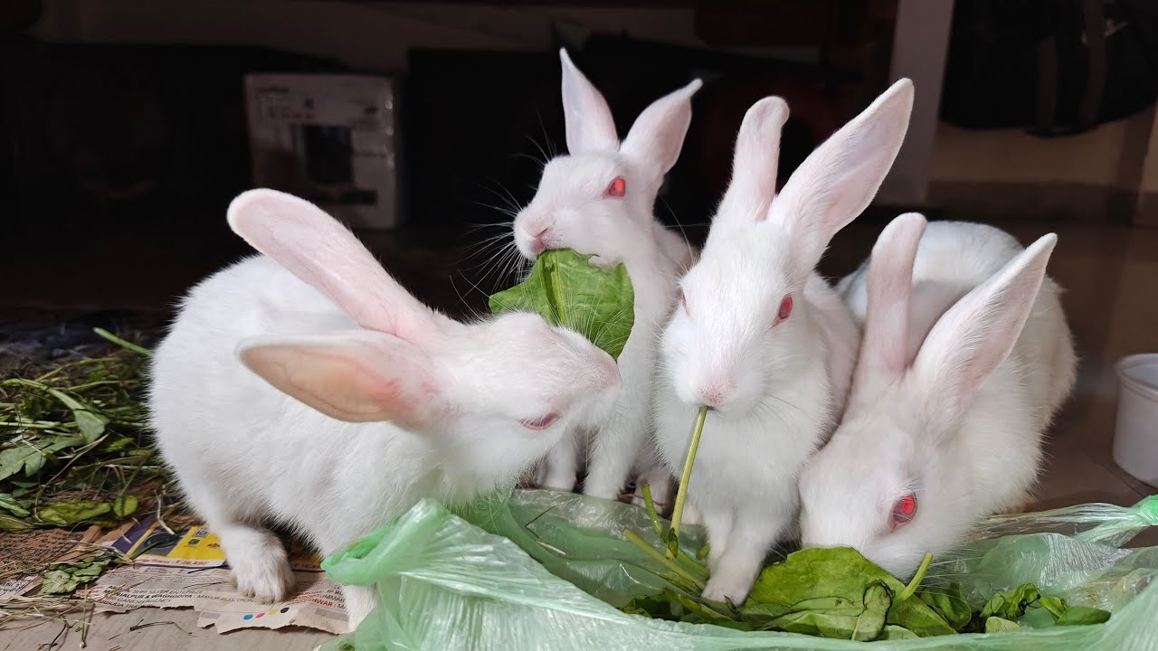 Radha Krishna Pets 🐇 | Cute Rabbit Shorts & Care Tips