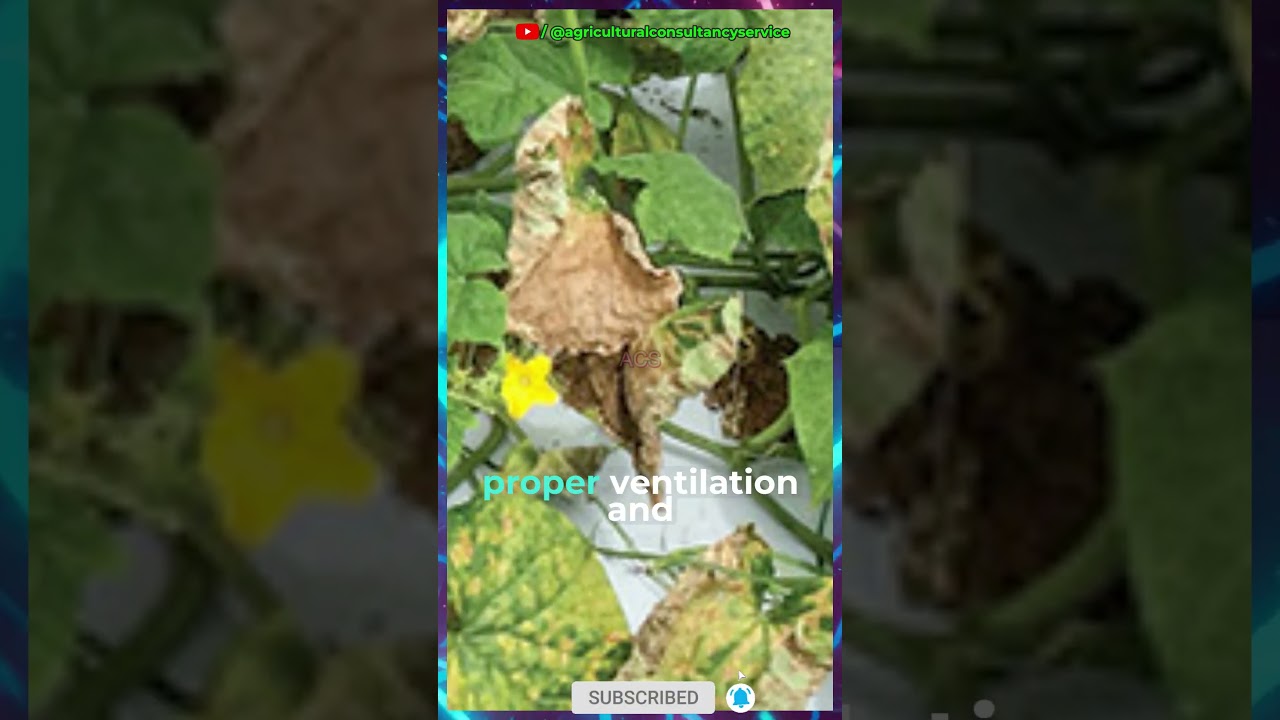 Downy mildew attack on cucumber 