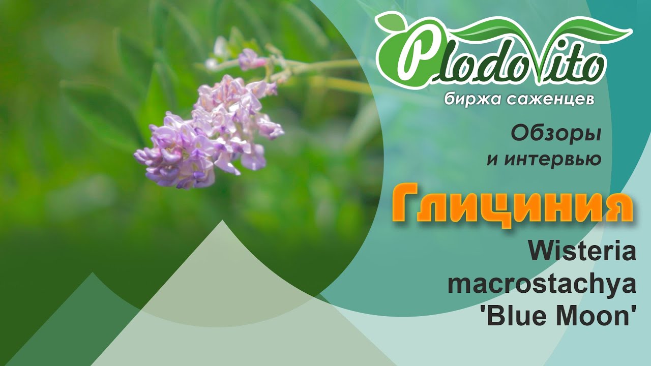 Глициния I Wisteria macrostachya 'Blue Moon'