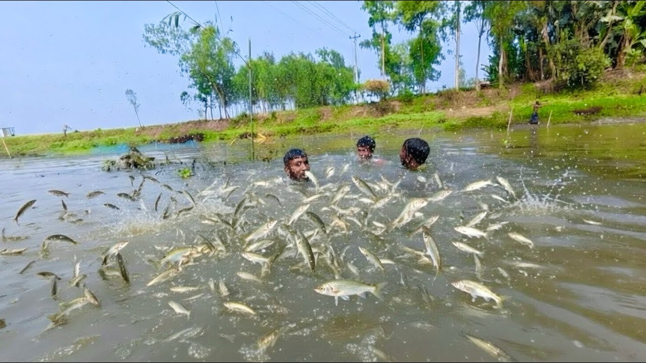 Wild Wetland Fishing | Huge Puti Fish Catch with Net // প্রচুর পরিমান পুটি মাছ উঠলো 