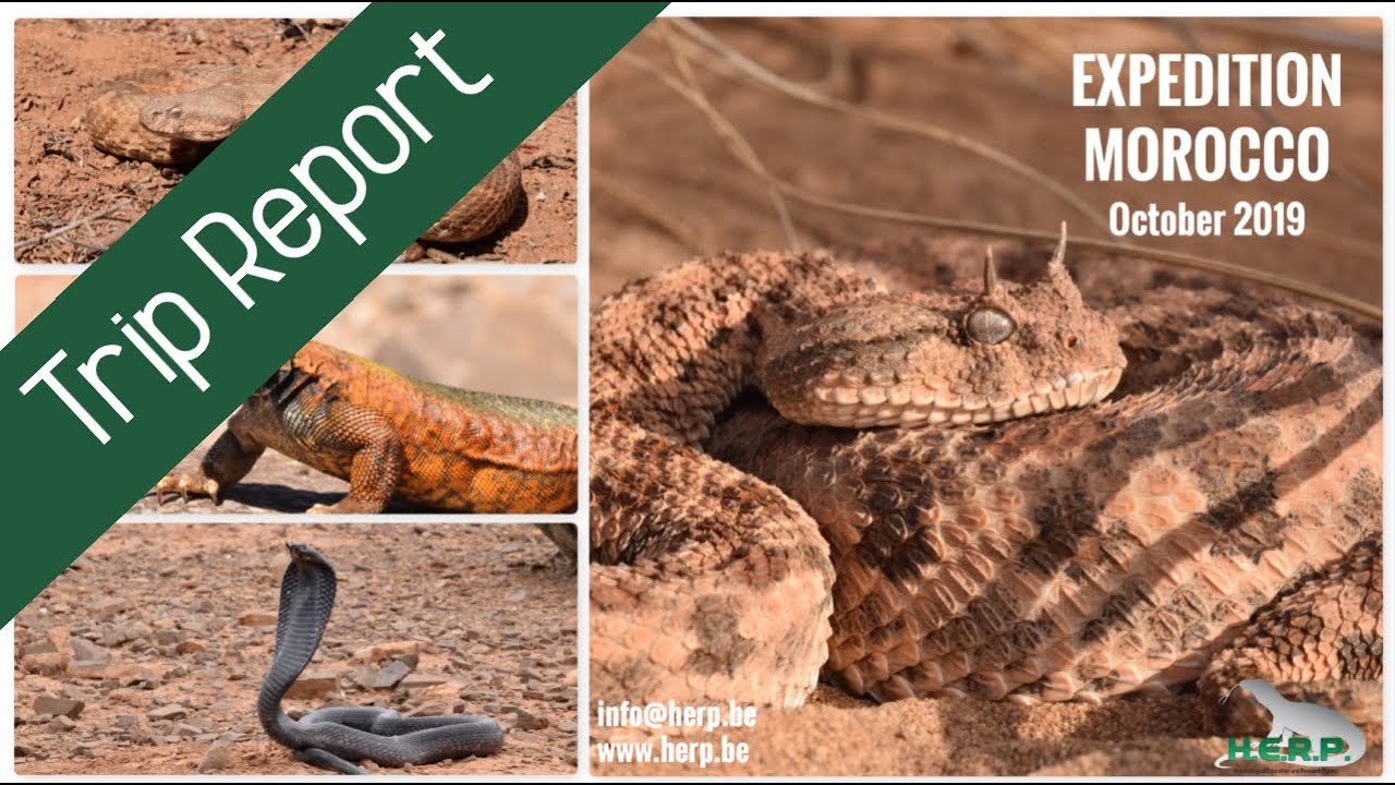 Reptiles & Amphibians of MOROCCO (Herping Expedition 2019)