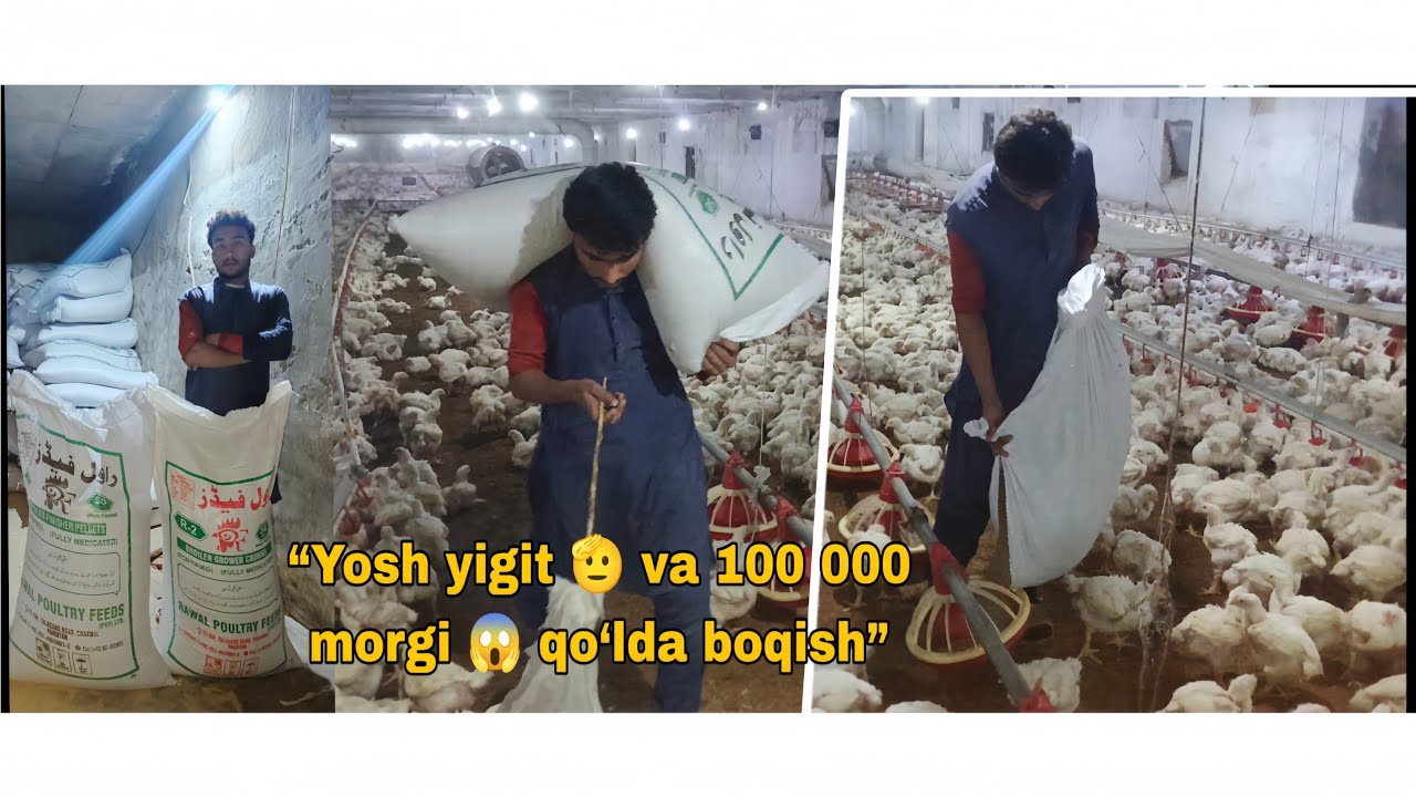 “Yosh yigit 🫡 va 100 000 morgi 😱 qo‘lda boqish”
