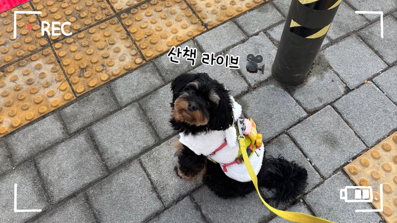 매일 산책 챌린지 with 우당탕 푸름🐶🐾 암사초록길 강아지 힐링