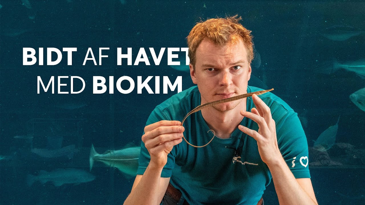BIDT AF HAVET MED BIOKIM - Nålefisk