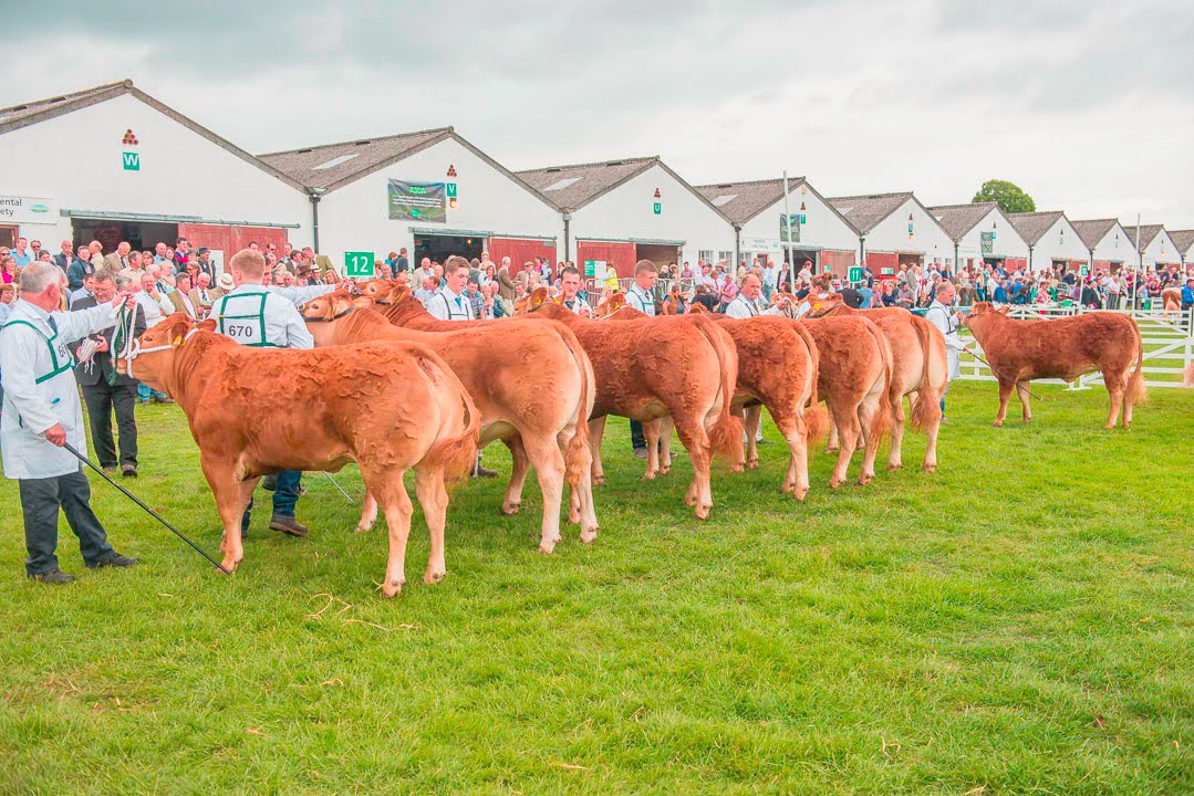 Limousin Cattle Judging @Great Yorkshire Show 2015
