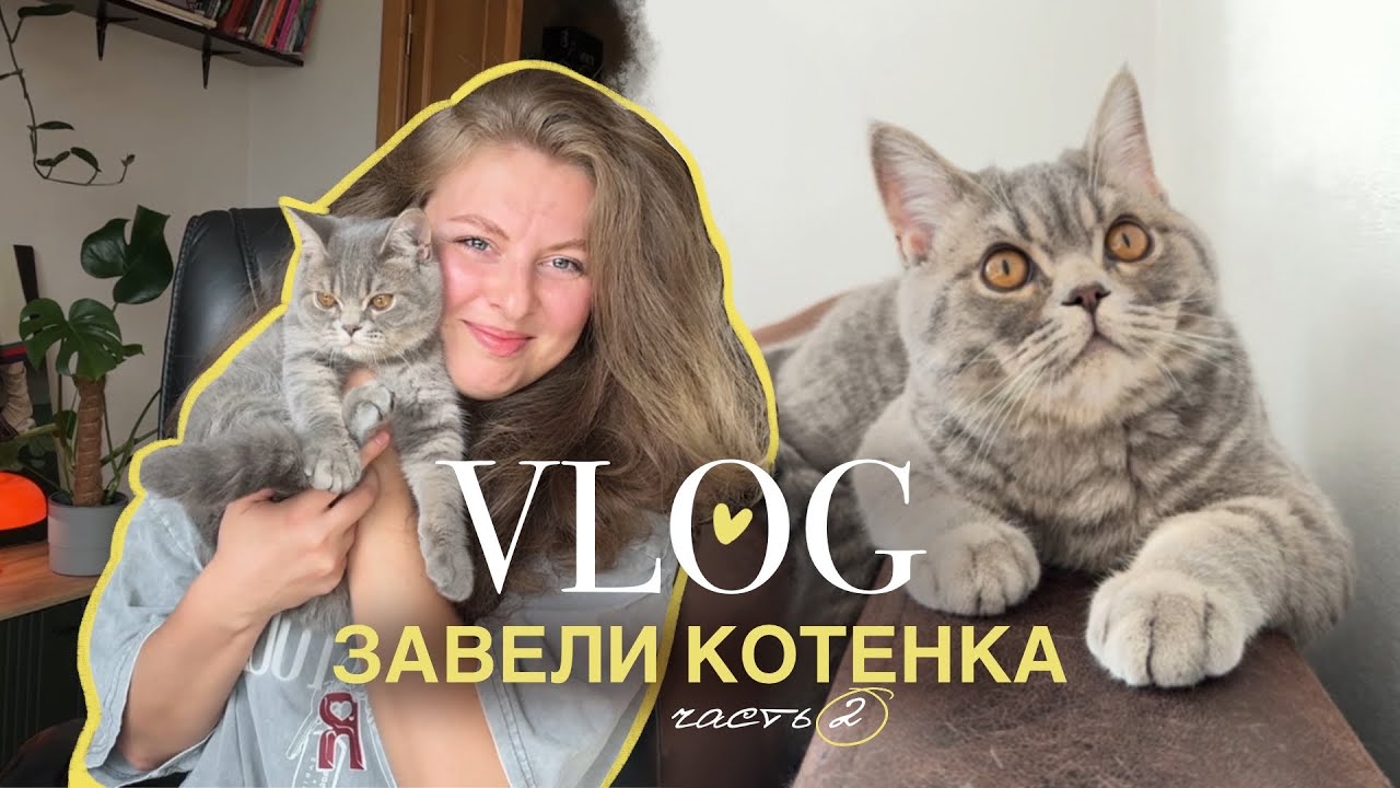 КОТЕНОК: первые трудности, первые прививки