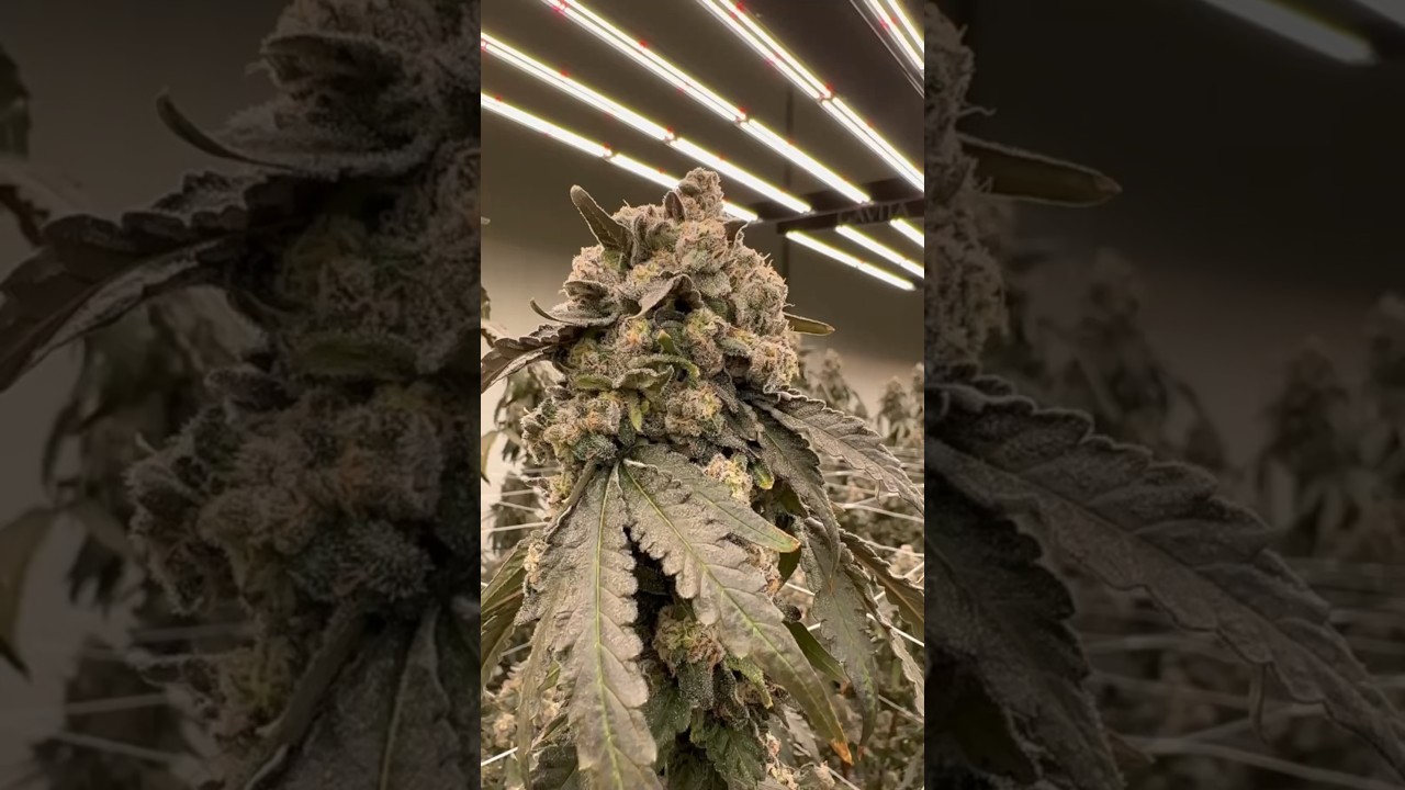Cannabis facility Zen Leaf ft. ProGuard to help mitigate mold & mildew
