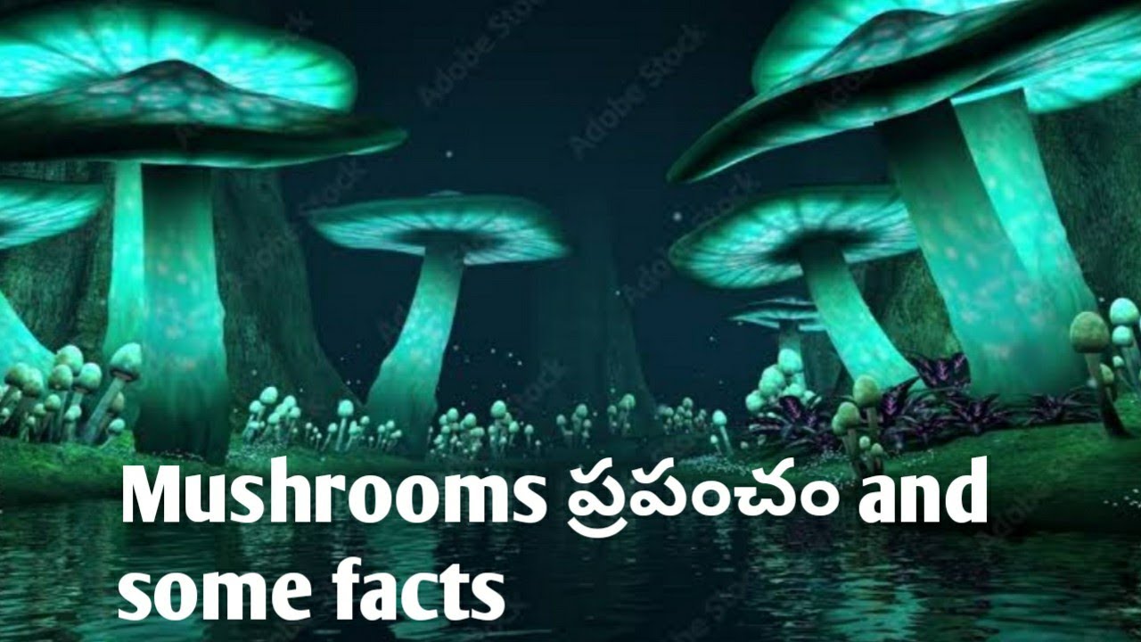 Mushrooms facts in telugu