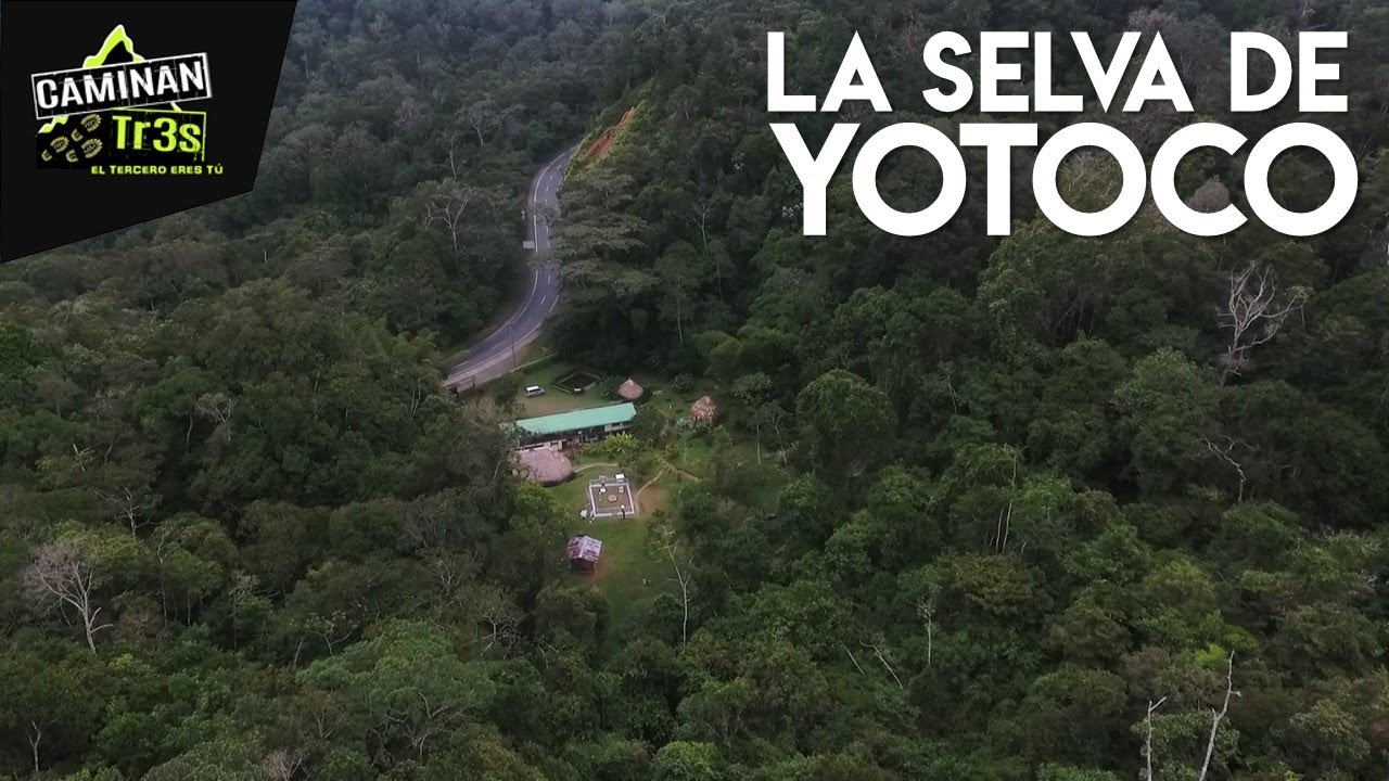YOTOCO LA SELVA ATRAVESADA POR UNA CARRETERA || CaminanTr3s, El tercero eres tú!!