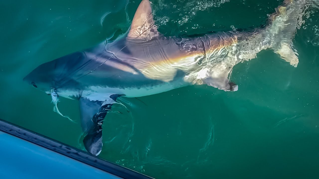 Isle of Wight Thresher Shark from Warrior 165 Jul-22 🦈🦈