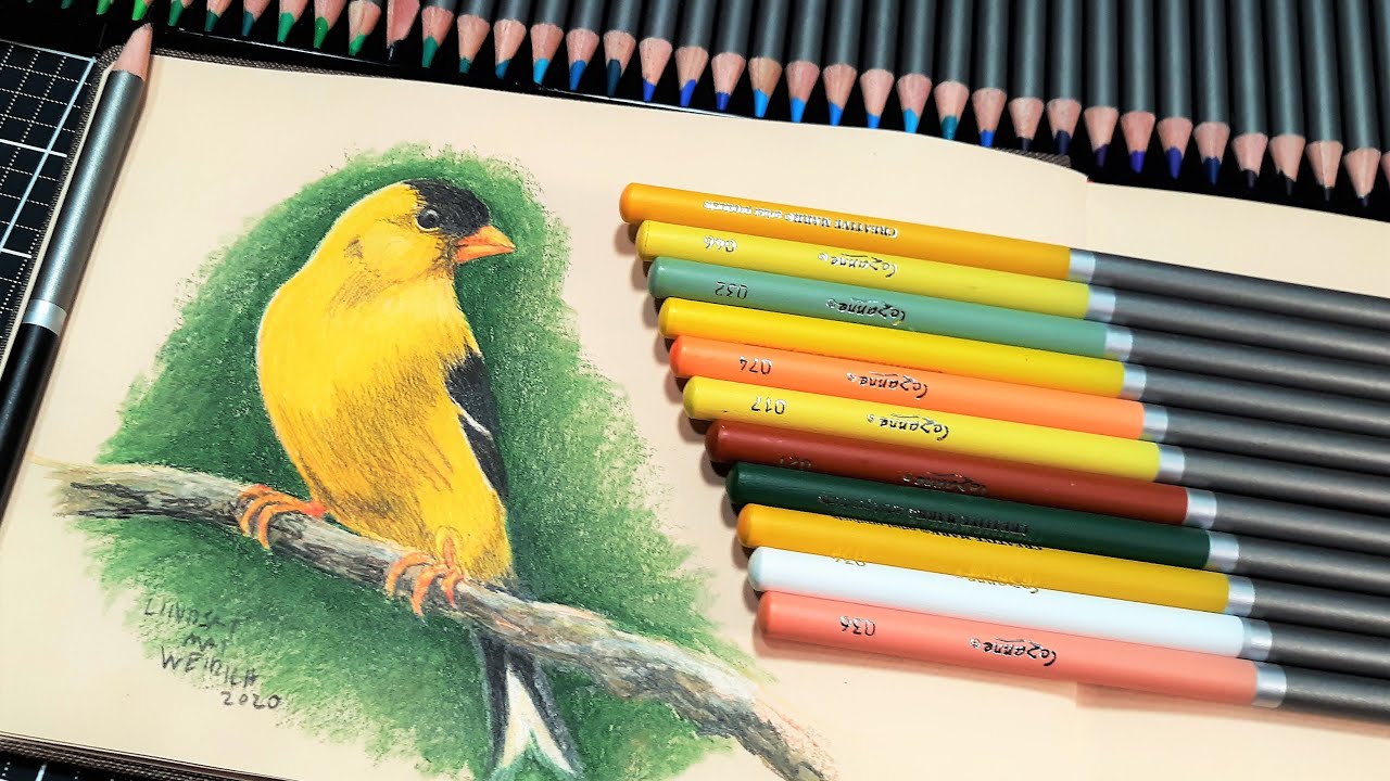 How To Draw and Color a Goldfinch in Colored Pencil (Beginner Friendly)