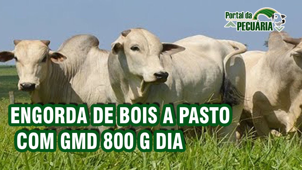 Engorda de bois a pasto com GMD 800 g dia
