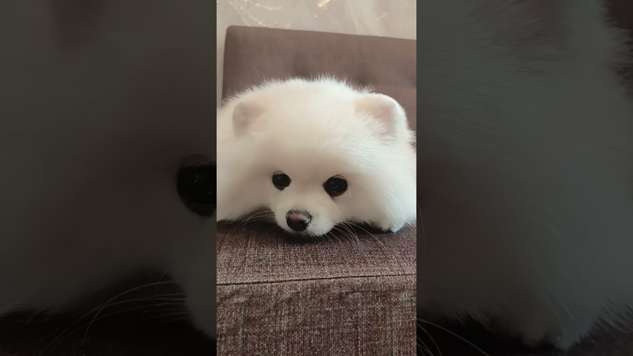 #pomeranian #коткомпот #pets #брошенныекоты #pom #веселыекоты #cute #шпиц #cat #funny