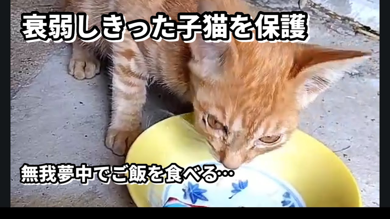 家の前で行き倒れた子猫を保護した😢