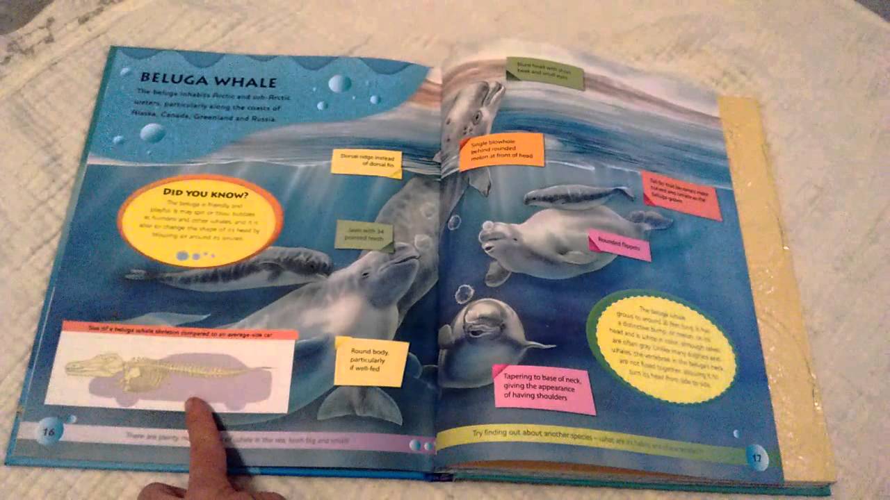 Build the Bones: Whale