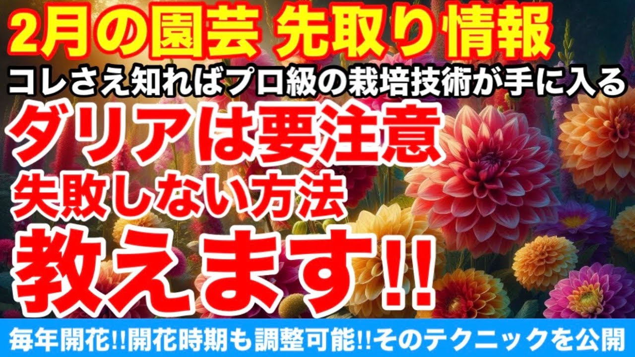 【2月の園芸】ダリアは要注意‼︎失敗しない方法を教えます‼︎Ver586【カーメン君】【チューリップ】【球根】【宿根草】
