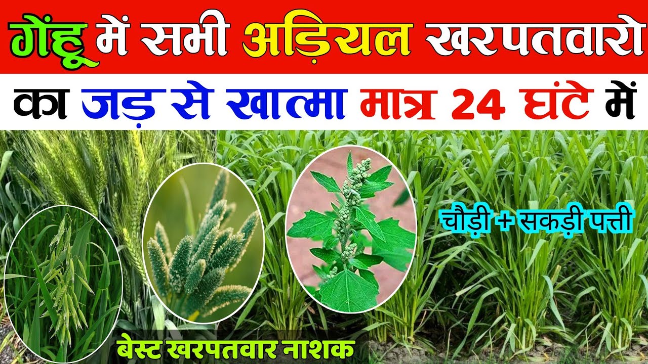 गेहूं में खरपतवार नाशक | Gehu Me Kharpatwar Nashak Dawai | gehu ki kheti | Gehu me kharpatwar nashak
