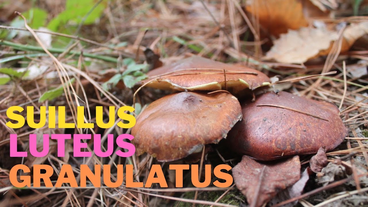 Suillus luteus Vs  Suillis granulatus ambos comestibles #setas #hongos #mushroom om #fungi