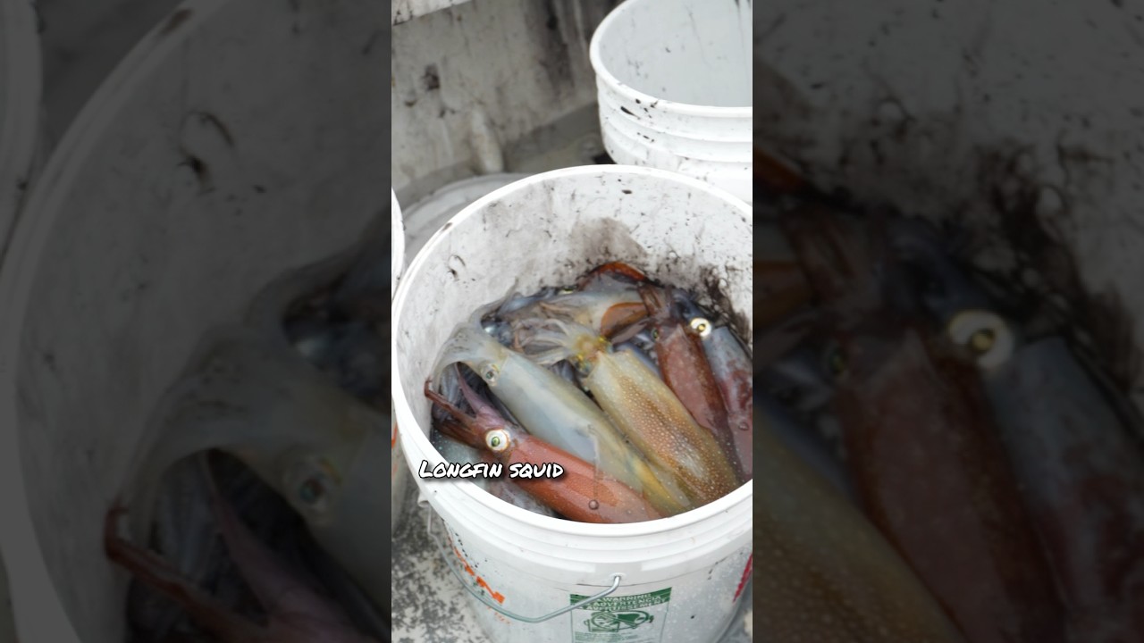 The most INSANE Squid fishing i&rsquo;ve ever seen!!