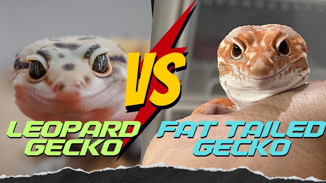 ตุ๊กเสือดาว vs ตุ๊กแกหางอ้วน: เลือกตัวไหนดี!?