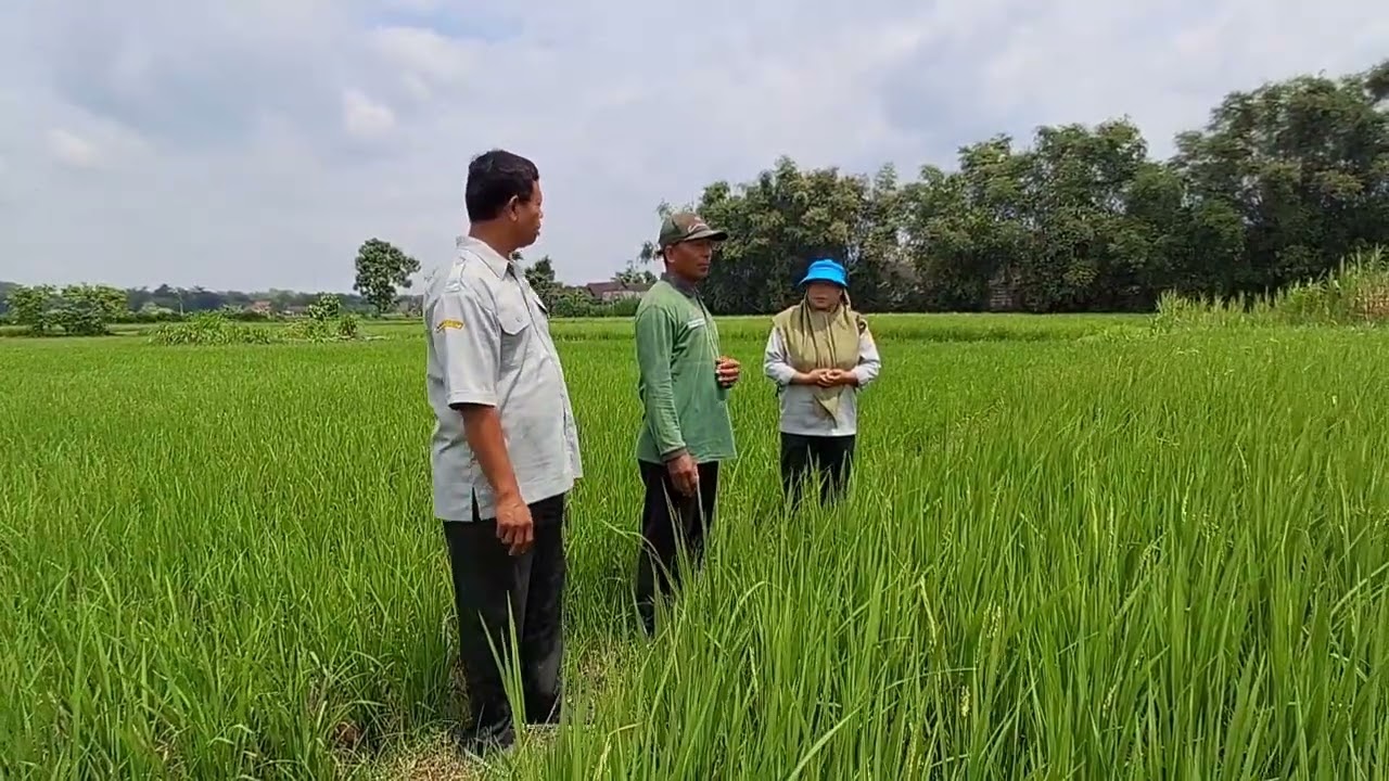 PENGGIAT ORGANIK DESA MANGUNAN KECAMATAN KABUH