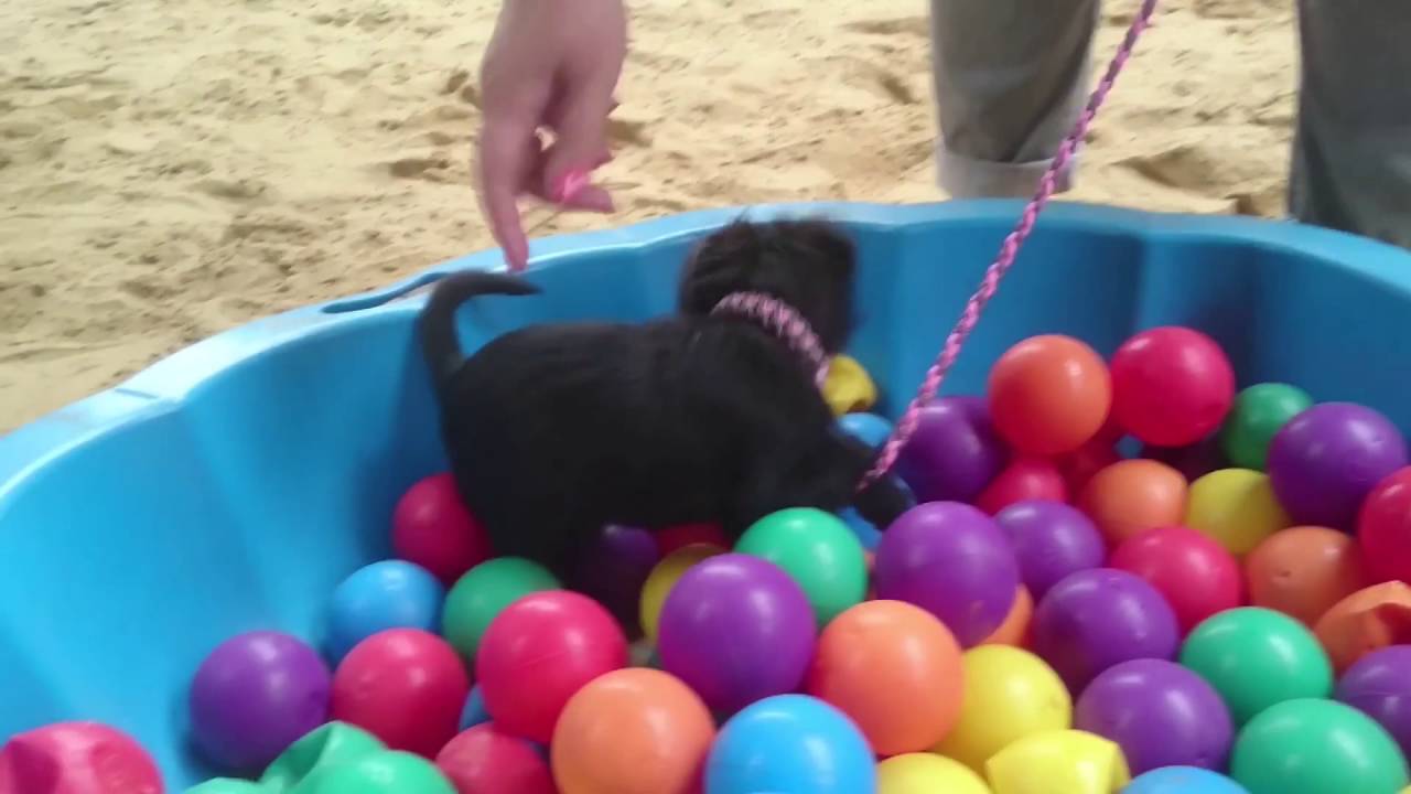 Puppy Cursus - Ballenbak