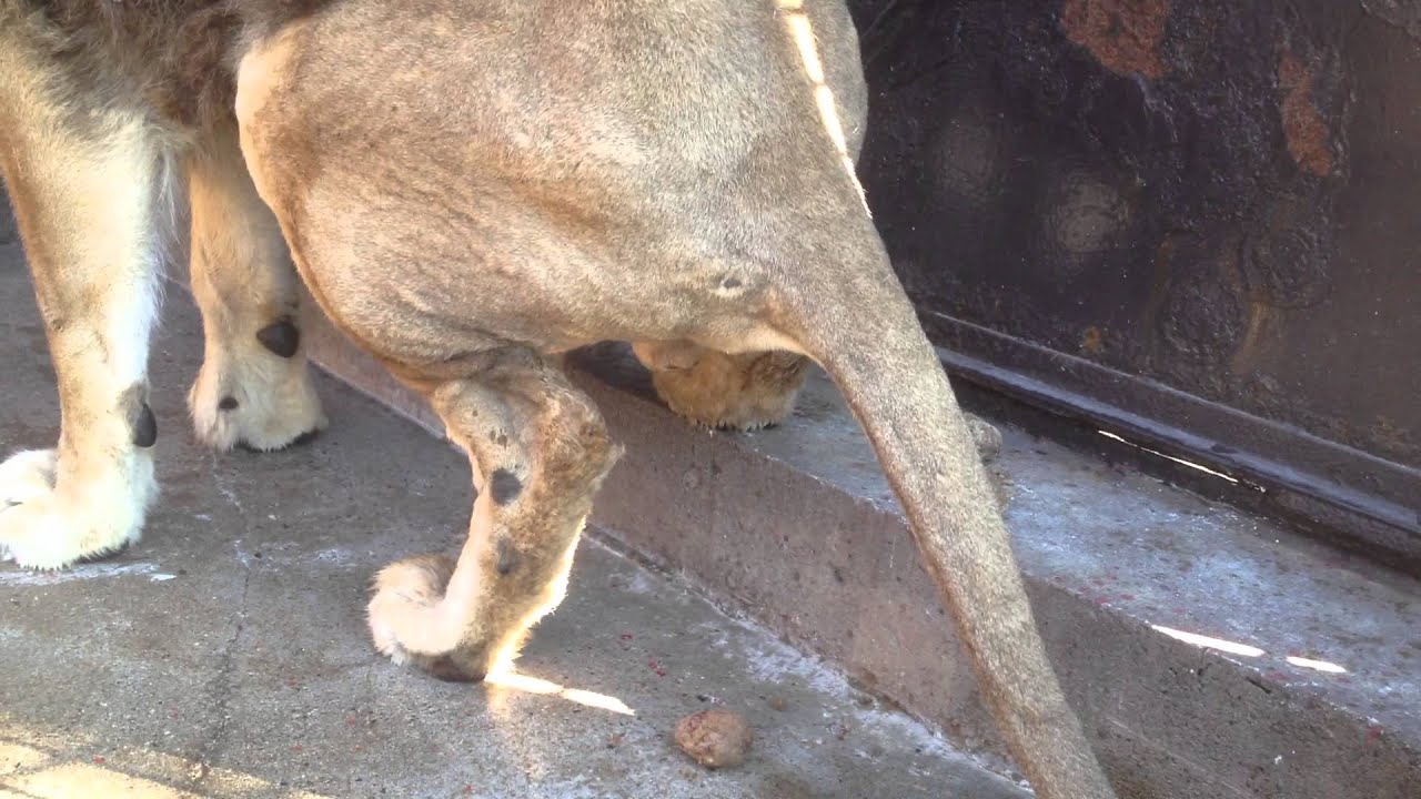 ライオン ウンチ