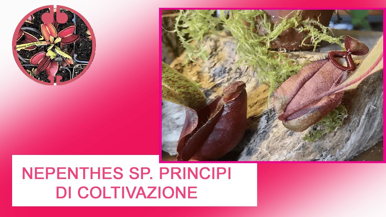 Nepenthes sp. presentazione e principi generali di coltivazione