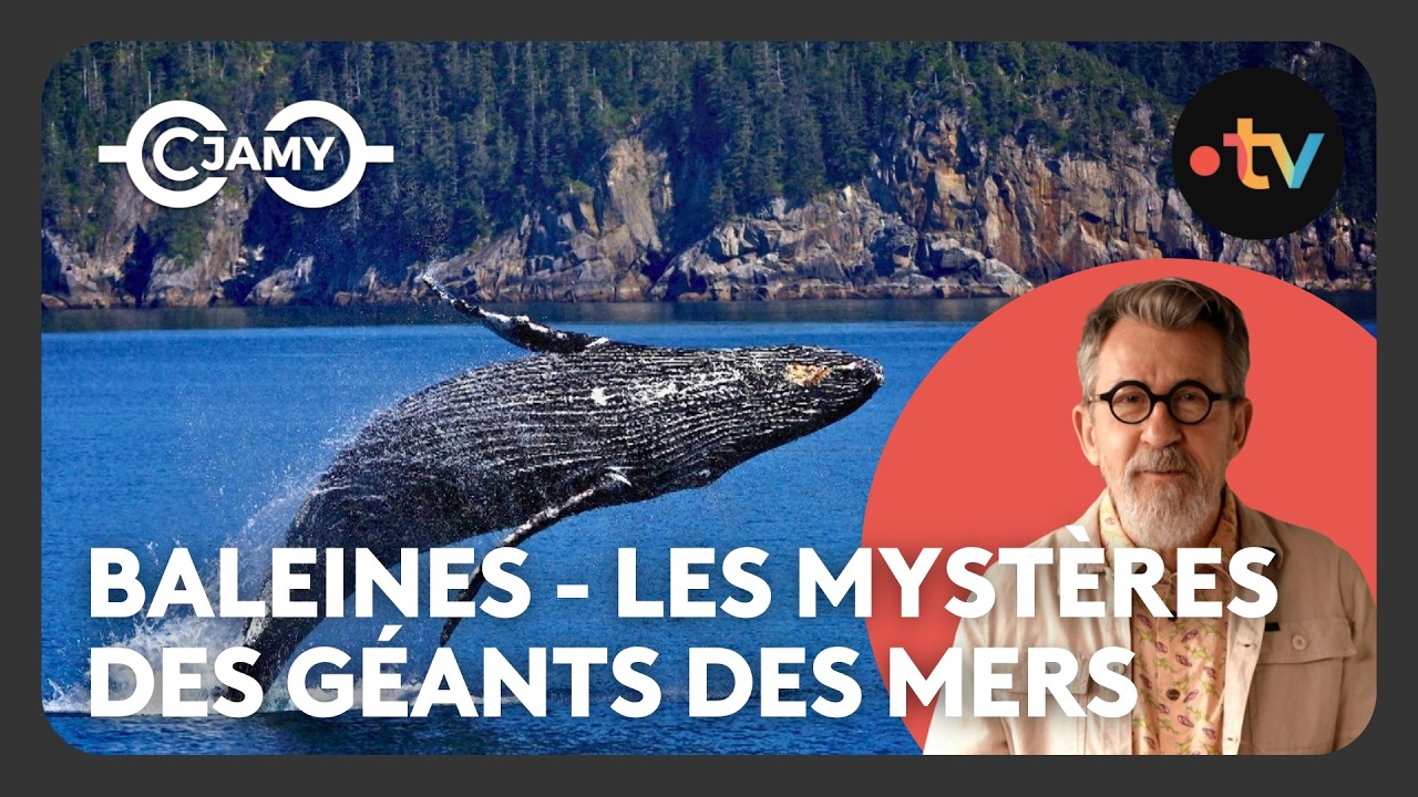 Chants de baleines, migrations, mystères : plongée chez les cétacés - C Chaud - C Jamy