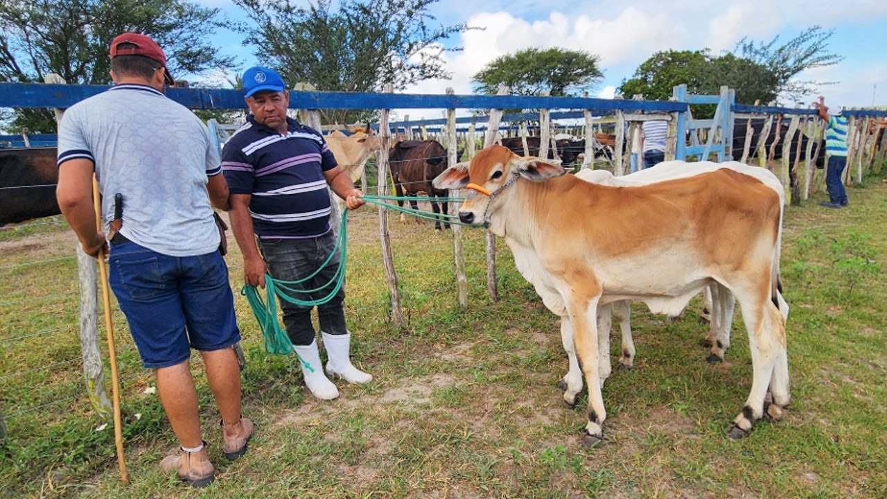 FEIRA DO GADO EM CRUZES-PE  17-03-2025 #nordeste