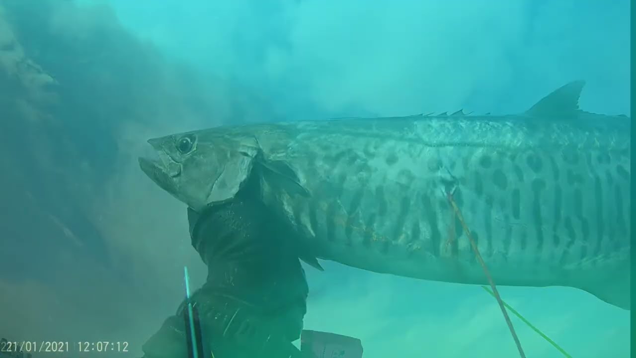Spearfishing Israel- Spanish mackerel & more ⚓️ 27.04.25