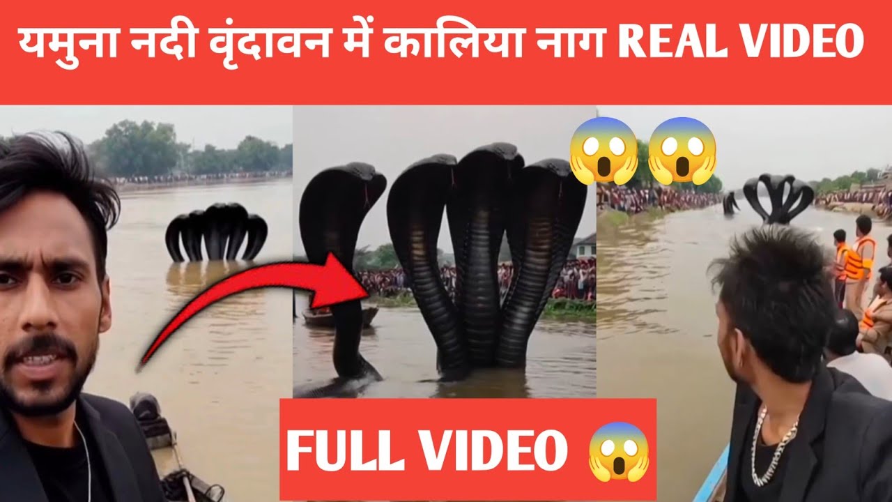 kaliya naag viral video |kaliya naag news real or fake |kaliya naag vrindavan news |kaliya nag story