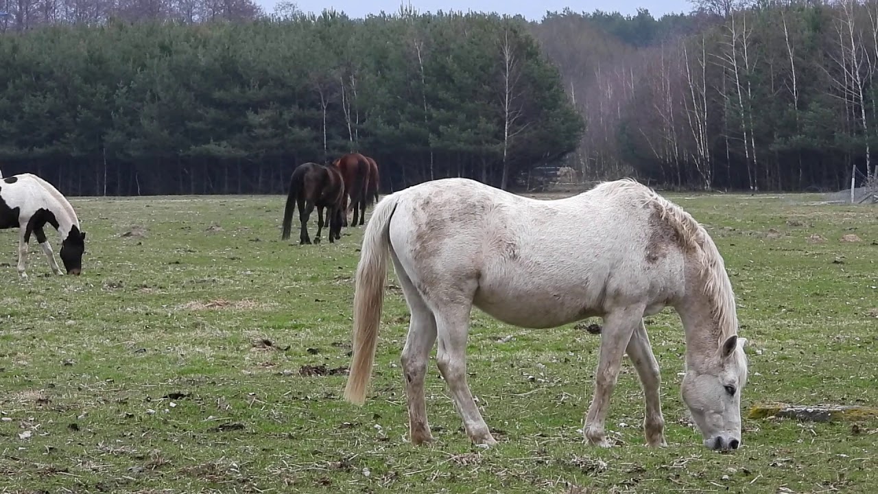 Koń