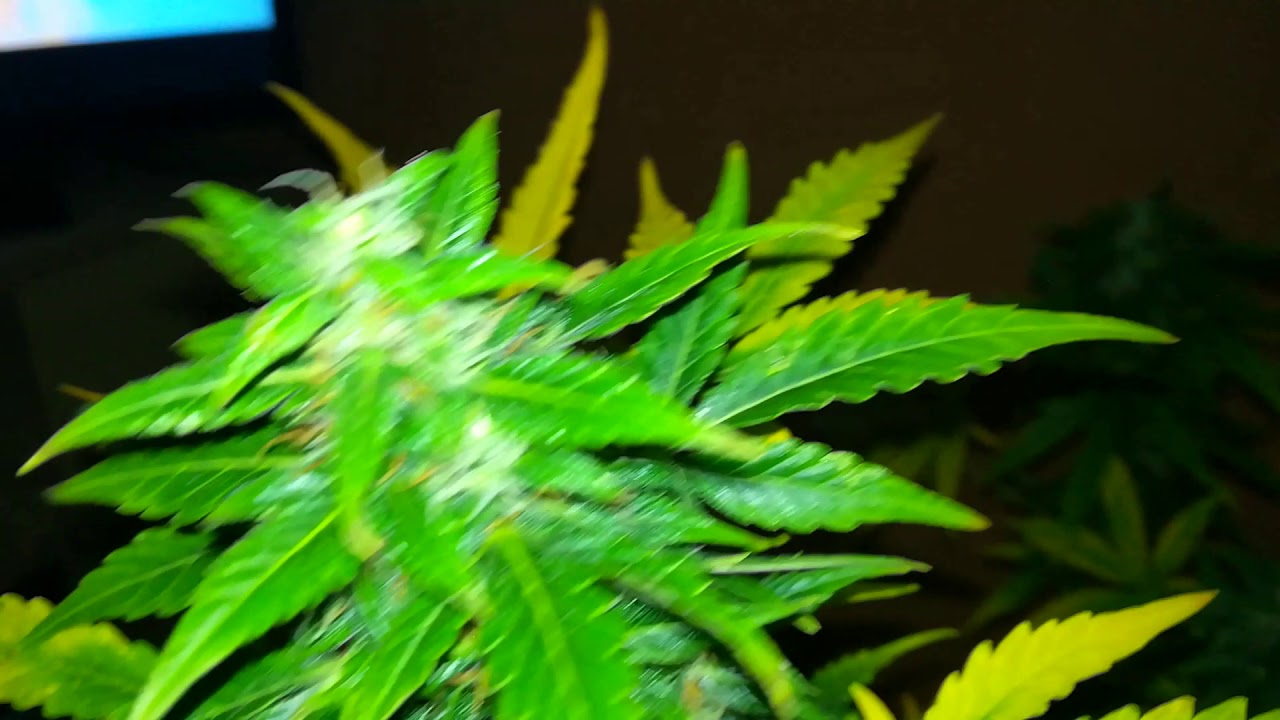 royal haze by royal queen seeds 8 weeks into flower frosty  ladies