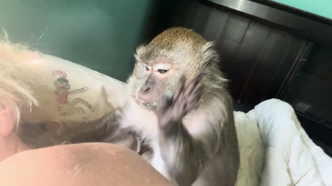 ASMR Monkey Abby Louise Just Relax Video
