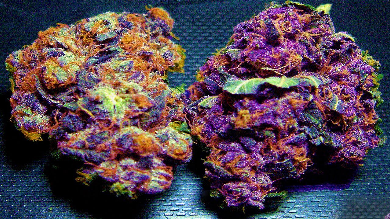 Top 10 Best Weed Strains