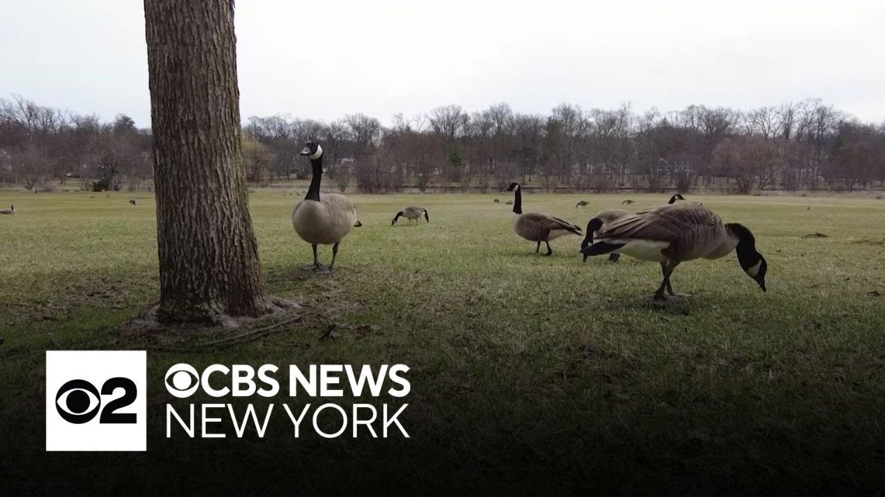 N.J. community concerned after dead geese found in park