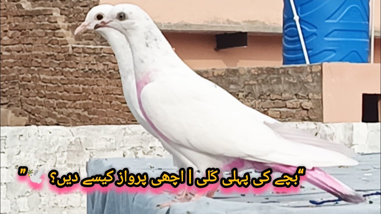 کبوتروں کے بچے کی ٹریننگ: پہلی کَلی، صحیح خوراک اور زبردست پرواز کے راز👉👍