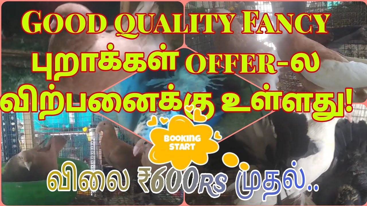 Fancy புறாக்கள் sales || New line pouter sale #vpmpets #kingsales #fantailsale #advancehappynewyear