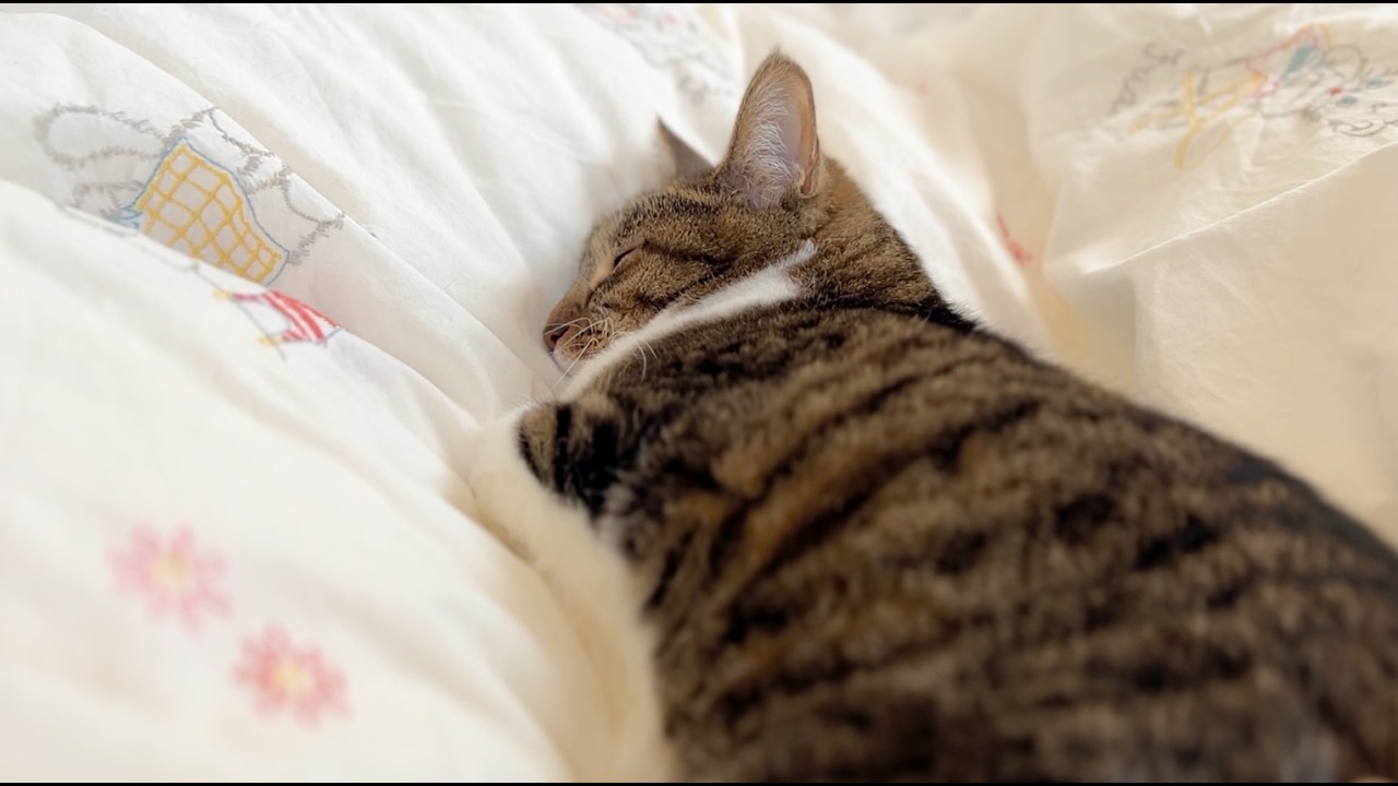 無事に健康診断を終えてひたすらまったりしている猫をご覧ください【ねむ通信Vol.89】