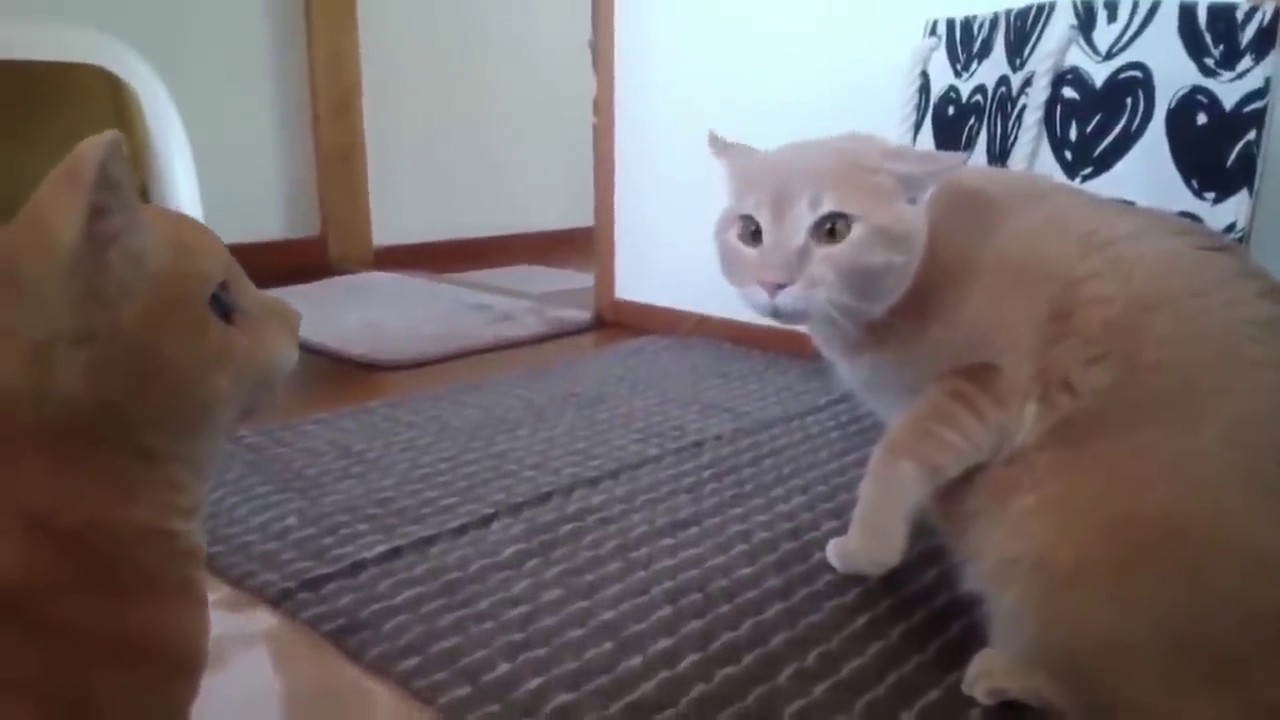 ИСПУГИ КОТОВ. ТОПовая подборка испугов с котами 2. Frightened cats. В конце БОСС Выпуск 14.