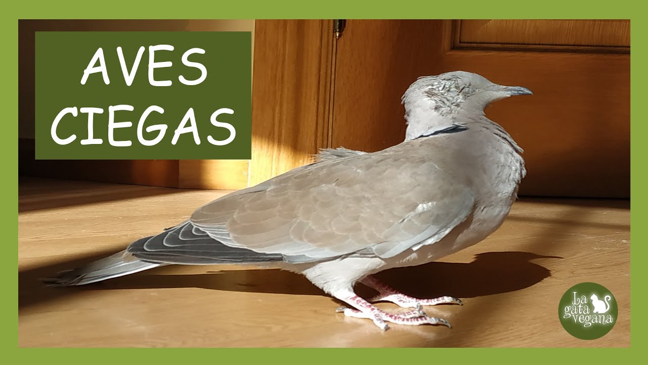 AVES CIEGAS: CONSEJOS PARA ENSEÑARLES A COMER SOLAS , ALOJAMIENTO, DIÁGNOSTICO, ETC | PÁJAROS CIEGOS