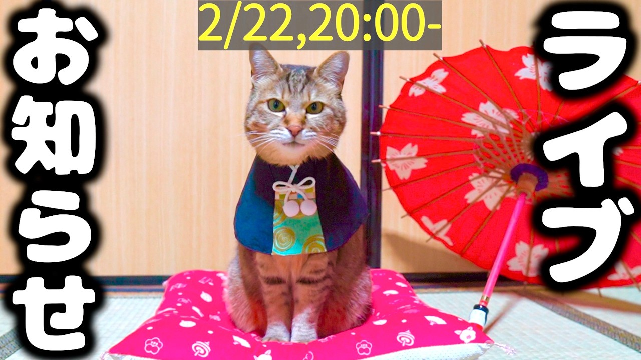 【猫の日】丸2年ぶりにライブを開催します！