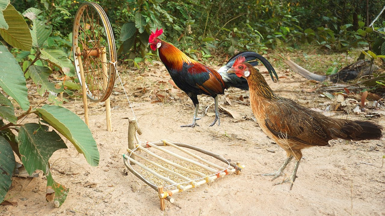 The first creative wild chicken trap make from old bicycle & wood - Easy make a wild chicken trap
