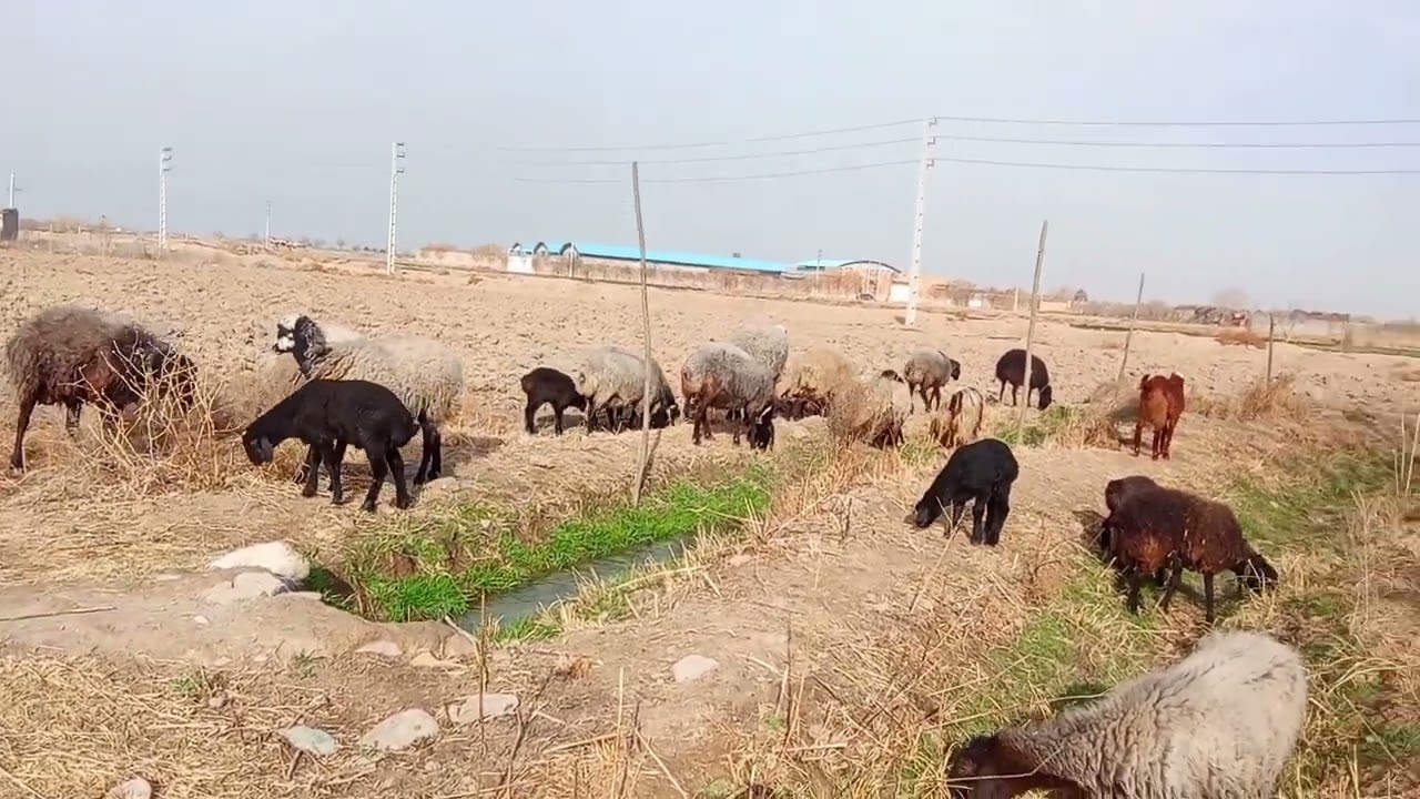 حس خوبی میگیرم وقتی گوسفند هارو میارم بیرون عشق میکنم🫡♥️♥️😉