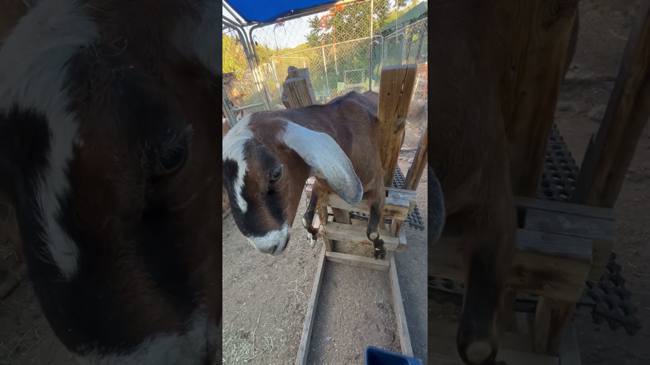 Goat Stuck! In The Milk Stand!!