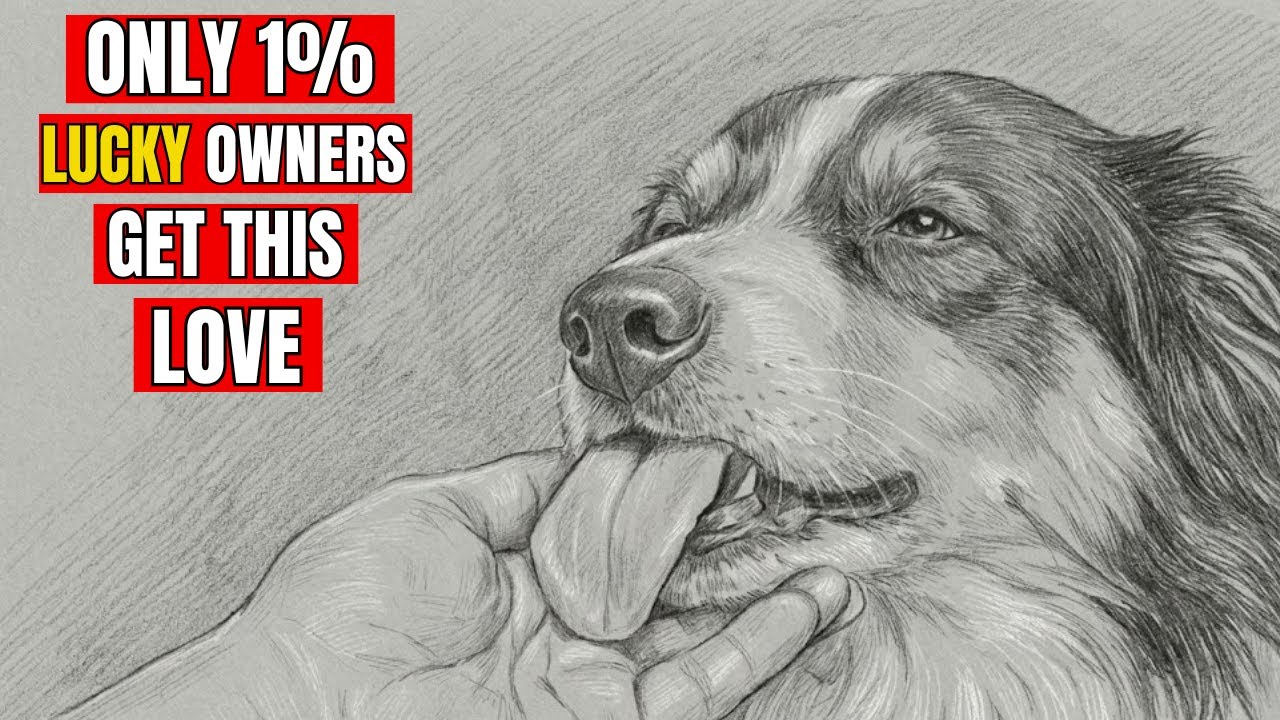 7 Behaviors Dogs Show Only to Their Favorite Human | Dog Psych