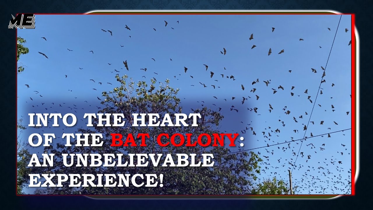 Flying Foxes on Campus: A Visit to UENR's Megabat Colony
